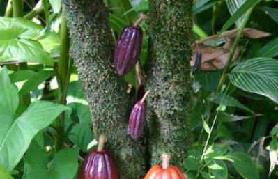 Как выращивать какао бобы в домашних условиях?